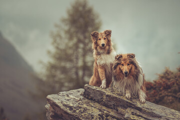 2 sable rough Collies in den Bergen von Südtirol Texelgruppe Alpen sitzen auf einem Felsen Var. 1