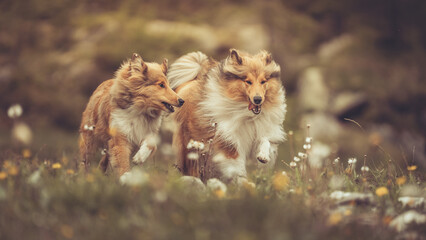 2 rough Collie sable laufen zusammen auf einer Sommerwiese mit Blumen Var. 1