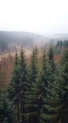 Misty aerial panorama revealing dense evergreen woodland shrouded by low-hanging cloud cover
