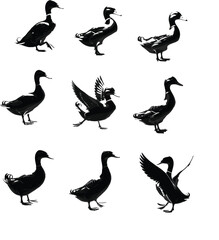 PriSilhouette ducks in various poses, wildlife vector illustration, nature-themed design elements, bird art collection for ornithology and stock usent