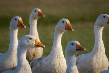 Close-up of Domestic geese against a green grass background on a sunny summer evening. 
