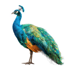 Obraz premium Majestic peacock, vibrant turquoise and green plumage, standing proud. Detailed bird portrait