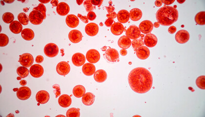 Red microbial cells under microscope. Microscopic bacteria clusters. Science and medical research.