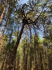 forest in autumn