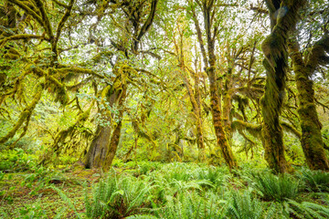 Olympic National Park Hall of Mosses