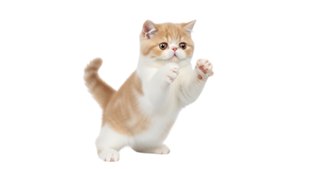 Adorable fluffy exotic shorthair kitten with orange and white fur playfully reaching up with front paws isolated on transparent background