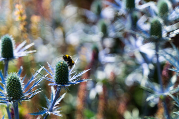 Bumblebee on Blue Thistle in Summer Garden