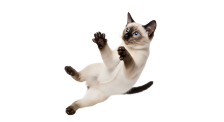 Playful Siamese Kitten Floating Gracefully Isolated on Transparent Background Capturing Joyful Movement and Cute Pet Energy