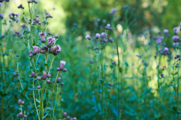 beautiful flower in the outdoor