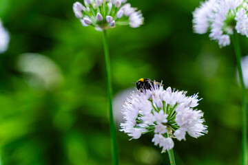 Bumblebee on a purple flower in flower Garden