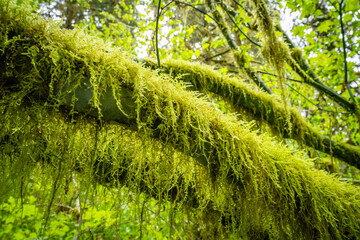 Olympic National Park Hall of Mosses