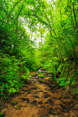 Fototapeta premium Picture of the Aguzou stream in the mountains of southern France with small waterfalls, rocks, forest and green vegetation. Very close to the small village of Escouloubre in the Pyrenees Mountains 