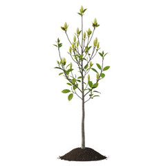 Obraz premium Young magnolia tree with buds isolated on transparent background