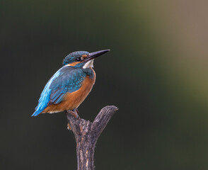 Common kingfisher perched on dry branch