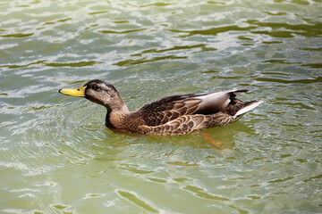 Mallard duck swimming in water. Female duck on a lake in sunny day