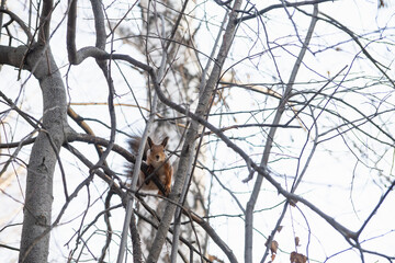 Squirrel on the tree branches in autumn day. Selective focus. 