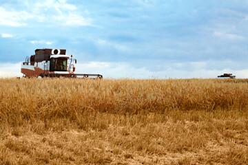 Naklejka premium grain harvesting, combines in a wheat field, Russia, Volgograd region, July 31, 2025