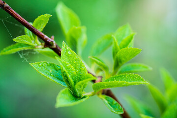 Hydrangea plant growth in the garden. Selective focus.