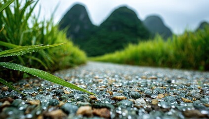 Path through dewy rice paddy, mountains beyond