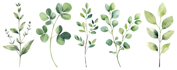Obraz premium PNG Watercolor botanical plant illustrations, element set on transparent background