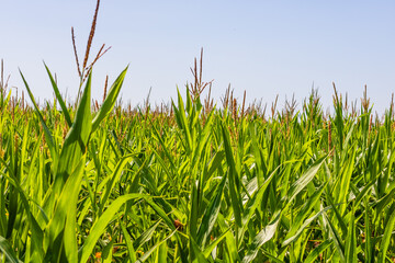 Corn field. Cereals for flour production