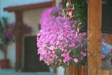 Flower pots with colorful petunia outdoor