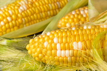 Fresh yellow corn on the cob, close up
