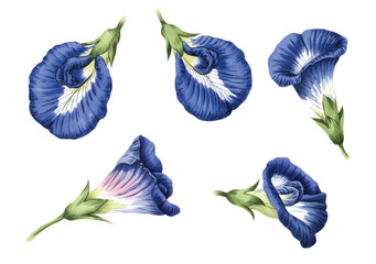 Blue morning glory watercolor flower set on white background.