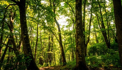 Fototapeta premium Lush green trees form a dense canopy, filtering sunlight through the forest.