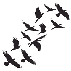 Flock of Black Crow Silhouettes in Flight: Dramatic, Vector Illustration, Isolated on White
