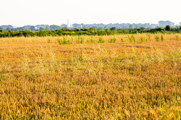 Wheat field. Cereals for bakery