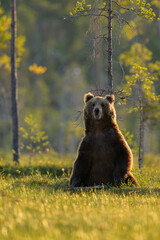 Big male brown bear standing against a tree at summer evening