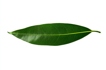 Obraz premium a green leaf with a yellow line on it