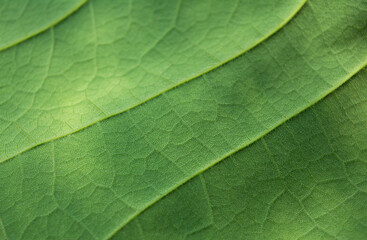 Close-up of a green leaf with a detailed structure of veins. Ecology concept.