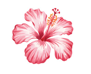 Tropical red hibiscus blossom. Exotic hibiscus flower painting in soft pastel tones.
