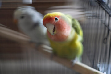 Close-up of Lovebird in Cage, Little Parrot Curious Look at Camera