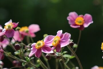 Chinesische Herbst-Anemone (Anemone hupehensis var. japonica)
