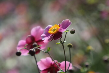 Chinesische Herbst-Anemone (Anemone hupehensis var. japonica)