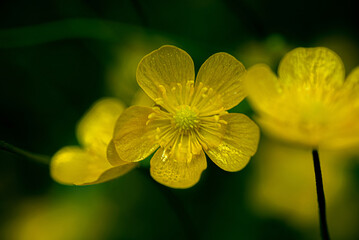 Yellow buttercup flower
Macro photograph of a vibrant yellow buttercup flower against a dark green background.