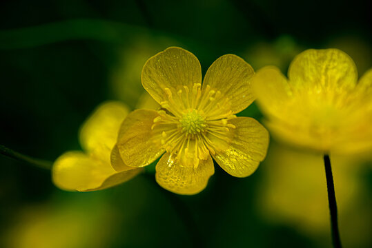 Yellow buttercup flower
Macro photograph of a vibrant yellow buttercup flower against a dark green background.
