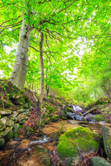 Picture of the Aguzou stream in the mountains of southern France with small waterfalls, rocks, forest and green vegetation. Very close to the small village of Escouloubre in the Pyrenees Mountains
