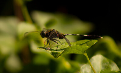 dragonfly on a leaf