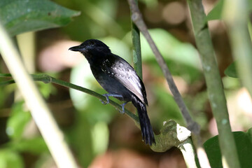 A black hooded antshrike Thamnophilus bridgesi, in a shrub in Rainforest