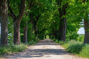 Fototapeta premium Tree-Lined Country Road on Sunny Day