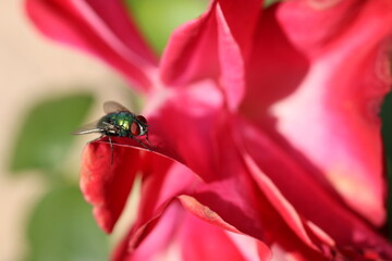 Goldfliege (Lucilia sericata)
