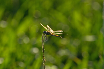 dragonfly on a blade of grass in the sun, closeup of photo. Dragonfly on a blade of grass with bokeh background.