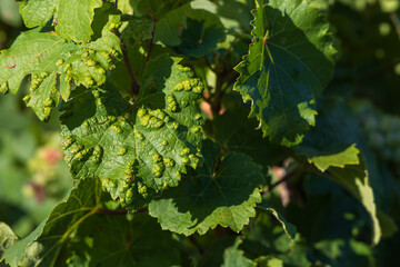 Grapes in the vineyard, green leaves infected with disease