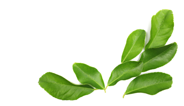 Frame fresh lemon leaves isolated on white, top view, clipping path