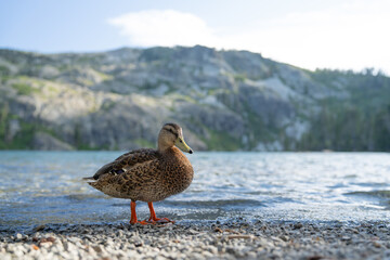 Duck at Lake with Mount Shasta in Background, Pacific Northwest