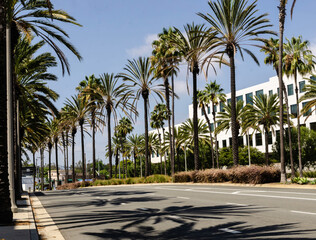 California, Playa Vista Palm trees along sunny city street with modern office building, tropical urban landscape summer travel destination